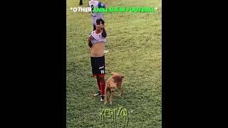 Other Animals In Football vs This Cat  | #edit #animals #football #newyork #cr7