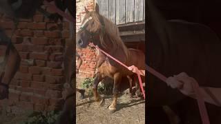 Выход юного жеребца-производителя на прогулку #horse #лошади #stallion #equestrian