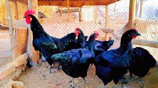 Gigant qora shaxzoda tuxumlari sotiladi | black chickens