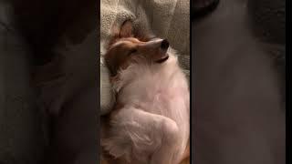 Rosie dreaming some wild stuff