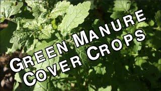 Green Manure Cover Crops Organic Sustainable Soil Fertilizers