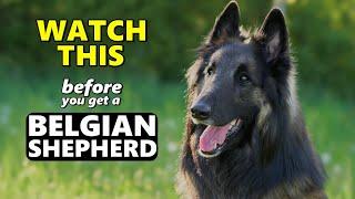 Watch This Before Getting a Belgian Shepherd | 5 Questions to Consider