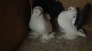 Статные голуби Воронежа
