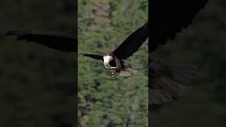 Floating Fish, Ruthless Birds, and Zero Mercy, The Wildest Hunt You’ll See Today