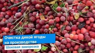 Очистка замороженной ягоды от лесного мусора на воздушном сепараторе и вибрационном калибровщике