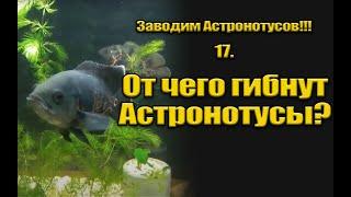 Заводим Астронотусов!!! 17. От чего гибнут Астронотусы?