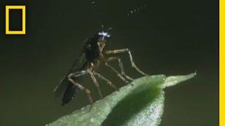 Body-Snatching Wasp Larvae Eat Aphids Alive | National Georgraphic