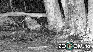 The Desperate Escape: Hungry Owl Attacks Mouse