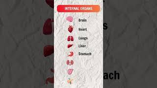 Human Body Internal Organs English Vocab  #englishvocabulary #esl #shortsfeed #english