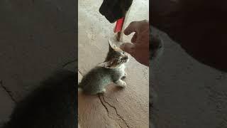 The cute little cat is so fun #shorts #Kosavattey forest #little cat