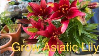 Asiatic Lily | How to Care Asiatic Lily | Beautiful Lily Flowers |