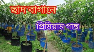 ছাদের জন্য কেমন গাছ নেয়া প্রয়োজন। #গাছ #ফল #বাগান #fruit #fruittree