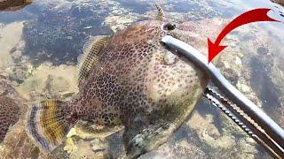 A SPECTACULAR TRICK   How to Catch a Giant Cuttlefish at 4 or 5 Meters DEEP