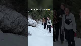 “Nala stomps” spotted on a random trail :@BrodieThatDood #goldenretriever  #dog