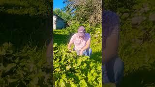 Отвечаю на ваши вопросы. Влог уДачные Выходные. #vlog #дача #огород