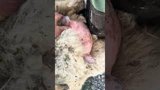 Big boobs aren’t idea in this situation #farming #sheephusbandry #milk #breast
