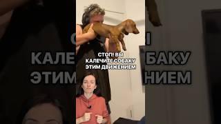  Получи видео и гайды, чтобы сэкономить на ветеринаре — доступ свободный — ссылка в инфо профиля