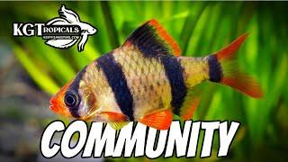 Top 10 Community Fish!