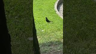 #immaginidellario #coversong #song #birds #lagodicomo #blogger #nature #music #vintage #dj #blog