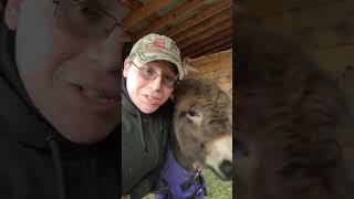 Meet Buster #shorts #astablelife #horses