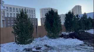 Отзывы клиентов. 20.01.2023. Отправка деревьев Сибирского кедра в г. Тюмень