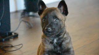 Belgian Malinois—Mishka—6 Weeks Old