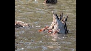 North Country Mallards II