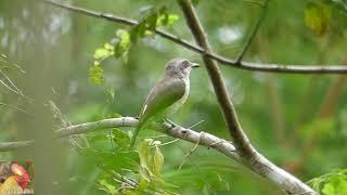 23 Endemic Birds of Sri Lanka