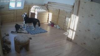 Хасята онлайн. Яника и разноцветное счастье.Husky Puppies LiveCam. Yanika and Colors of Happiness