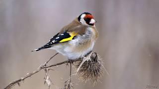 Голоса птиц Как поёт Щегол Carduelis carduelis