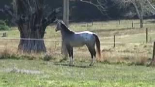 Appaloosa & Sportaloosa stallion at stud Mighty Luminous (imp Aust)