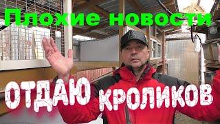 БЕГОМ ЗА КРОЛИКАМИ Кролики содержание и разведение
