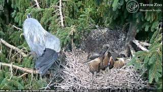 TZ Video 2015 06 03 112900 HUDSON DOES DOUBLE ARABESQUE, CHICK GULAR FLUTTERING