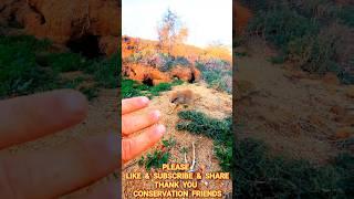 LOVELY MONGOOSE mongooses mangusta マングース cynictispenicillata мангуста Māoyòu 貓鼬 النمس d