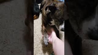 Roxie the Good Girl Giving a Shake while laying Down #shorts #rox #subscribe #dogs #goodgirl