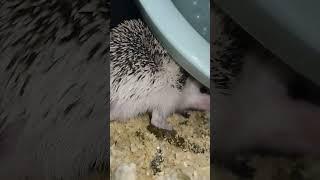 Как какает ёжик.Hedgehog poops. #ezhikafro