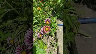 Газания садовая звезда #gazania #flower #garden #russia