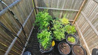 2025 Season Outdoor Grow Update Ep. 1