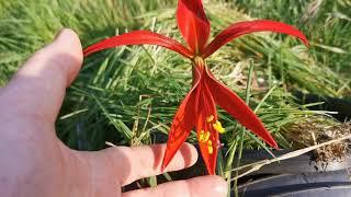 Sprekelia formosissima, the Aztec Lily aka Jacobean Lily aka Orchid Lily. Cultivation and care in UK