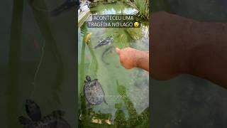 Aconteceu uma tragédia em nosso lago e vamos tentar desvendar esse mistério