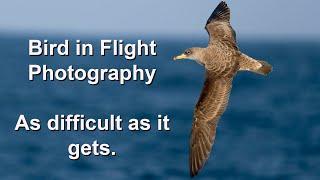 Cory's, Manx and Great shearwaters from a rocking boat in rough seas is as difficult as it gets.