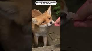 A girl saved a trapped fox, it followed her home..and then..