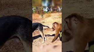Bad monkey vs dog #foryou #funny #petsunited #funnypets #butifyoucloseyoureyes #pets
