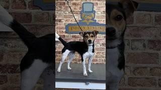 Doggy Daily Episode 318: Daisy the Jack Russel  #jackrussel #doggrooming