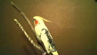 Blind Cockatiel George Gershwin In A Happy Mood