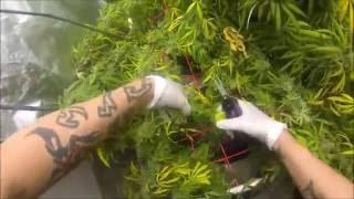 Blue Dream and Sour Diesel how to Harvest