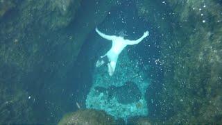 GoPro: Jacob's Well Freediving