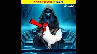 white rooster in Islam | Ehtisham Speaks