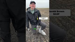 Early Season Canola Scouting Tips