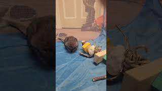 Let's get the fluff rolling. Chinchilla @Chinchilla Diaries
